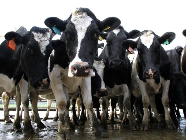 Top Farmer Training moves into Dairy
